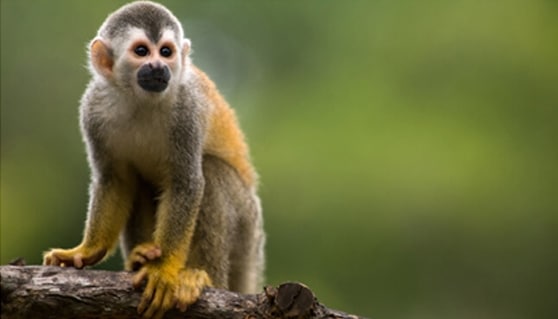 ManuelAntonio Spider Monkey